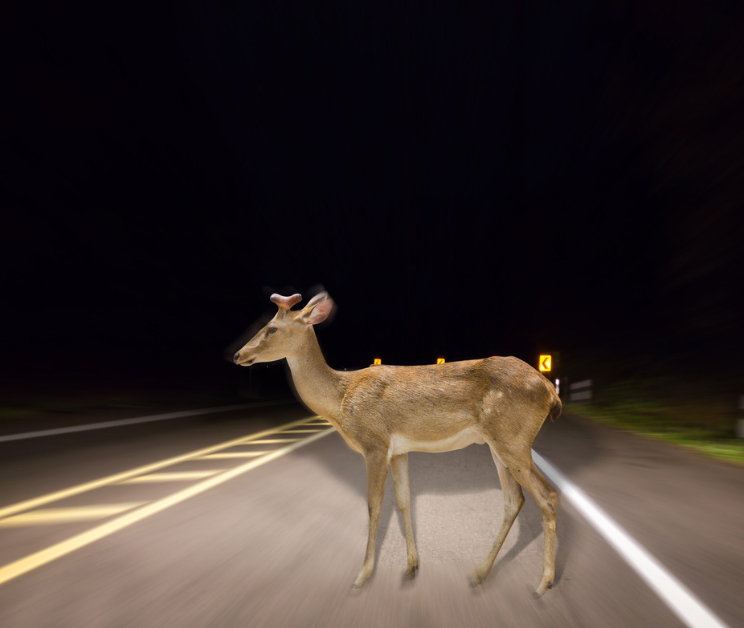 A deer stands motionless in the center of a dark road at night, illuminated against a pitch-black background with motion-blurred road markings - kalivasinsurance.com